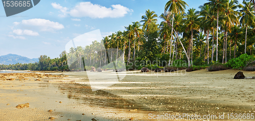 Image of Tropical beach with palm at low tide