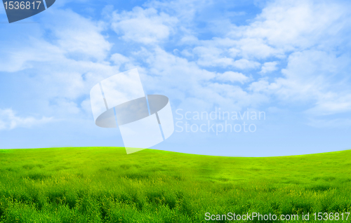 Image of Green grass