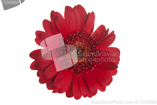 Image of Red gerbera flower