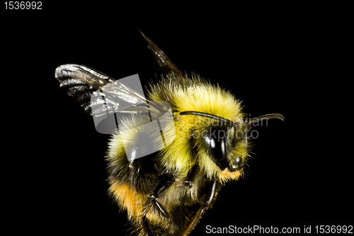 Image of close up of bumble bee