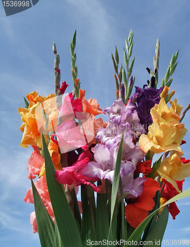 Image of bunch of gladioli flowers