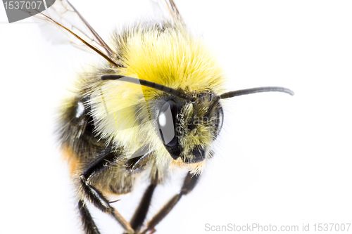 Image of bumblebee in close up