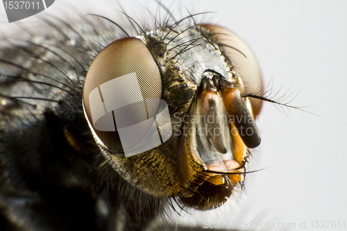 Image of extreme close up of house fly