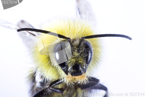 Image of close-up of wasp