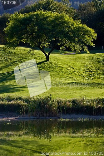 Image of Tree in Golf Field