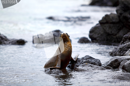 Image of Sea lion colony