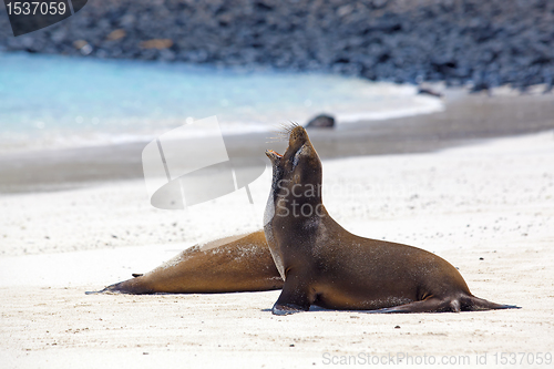 Image of Sea lion colony