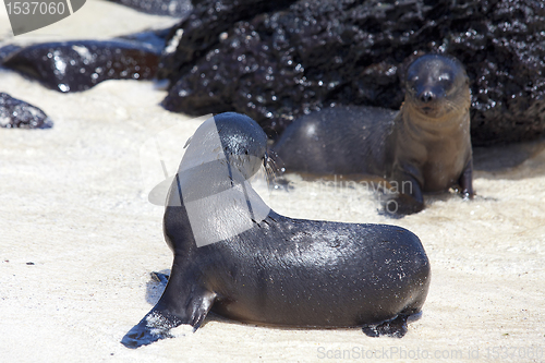 Image of Sea lion colony