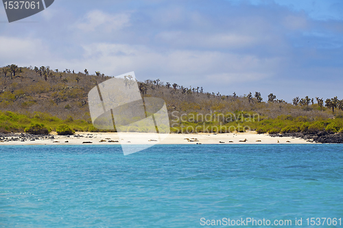 Image of Sea lion colony