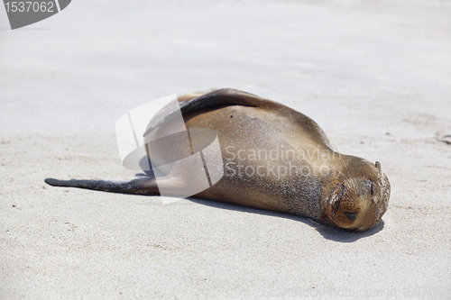 Image of Sea lion colony