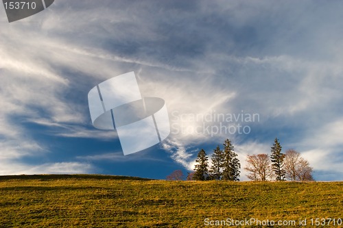 Image of Yellow Field