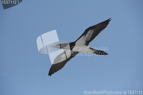 Image of sea bird soaring