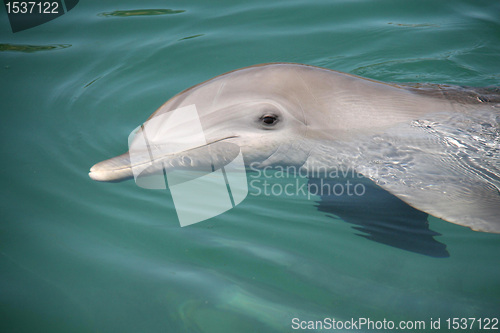 Image of dolphin on surface