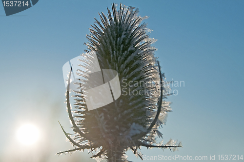 Image of teasel on frost