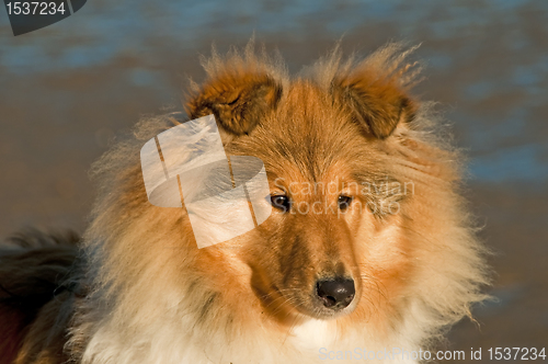 Image of collie in morning sun