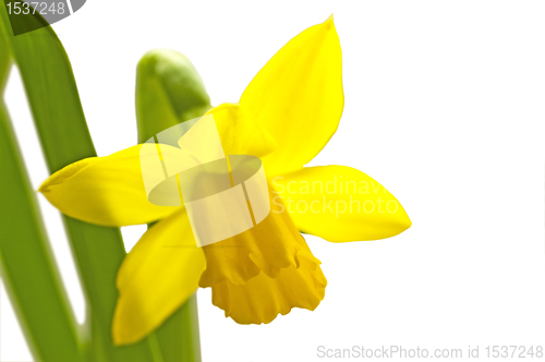 Image of Daffodil