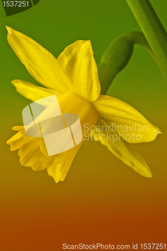 Image of Daffodil