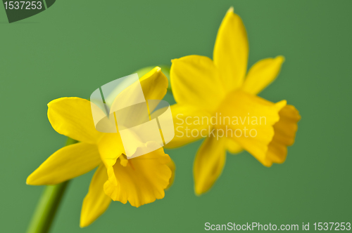 Image of Daffodil