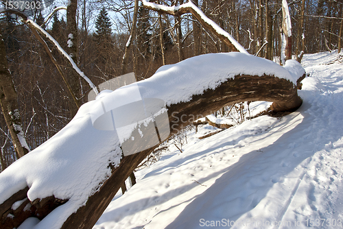 Image of Broken tree trunk cover snow in winter and path 