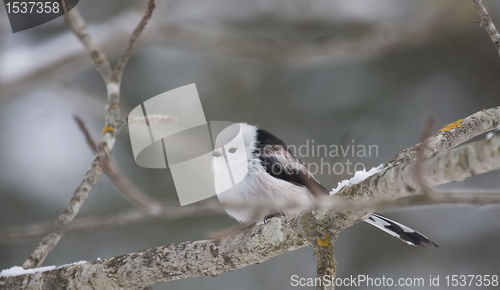 Image of Longtailed tit