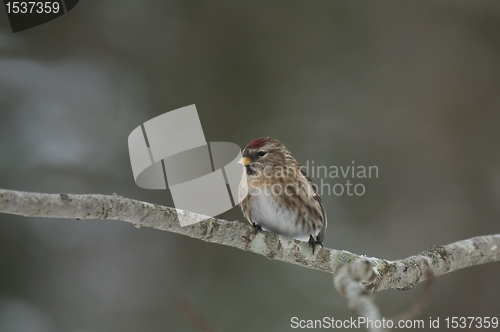 Image of Redpoll