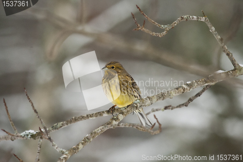 Image of Yellowhammer