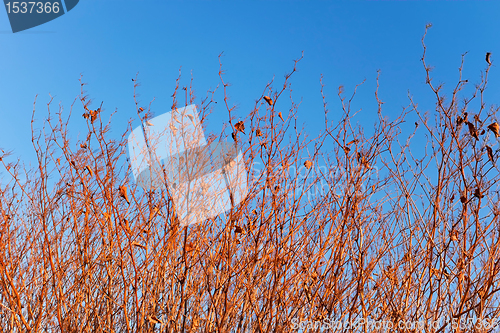 Image of Dried grassy plants