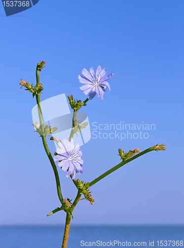 Image of Chicory flowering