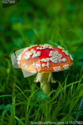 Image of Fly agaric mushroom