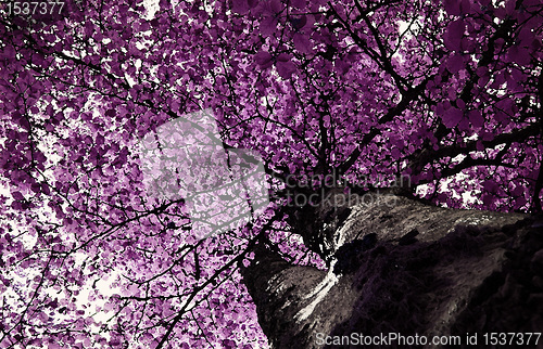 Image of purple beech