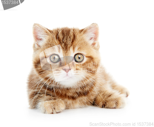 Image of British Shorthair kitten cat isolated