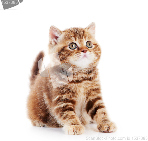 Image of British Shorthair kitten cat isolated