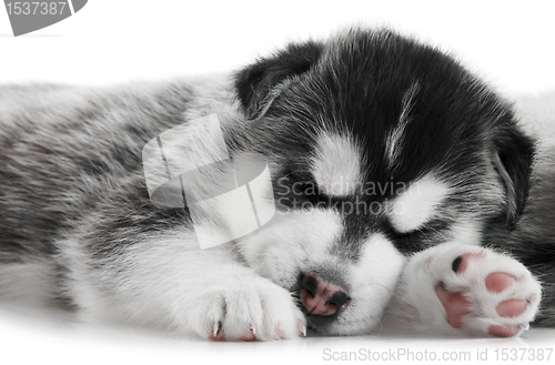 Image of one Siberian husky puppy isolated