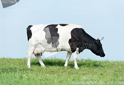 Image of White black milch cow on green grass pasture