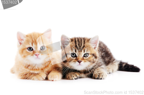 Image of little british shorthair kittens cat