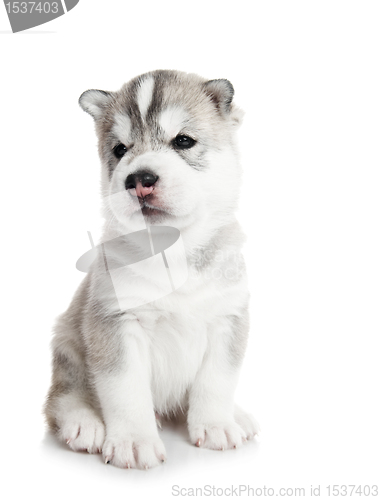 Image of one Siberian husky puppy isolated
