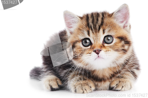 Image of British Shorthair kitten cat isolated