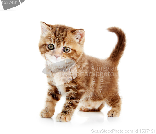 Image of British Shorthair kitten cat isolated