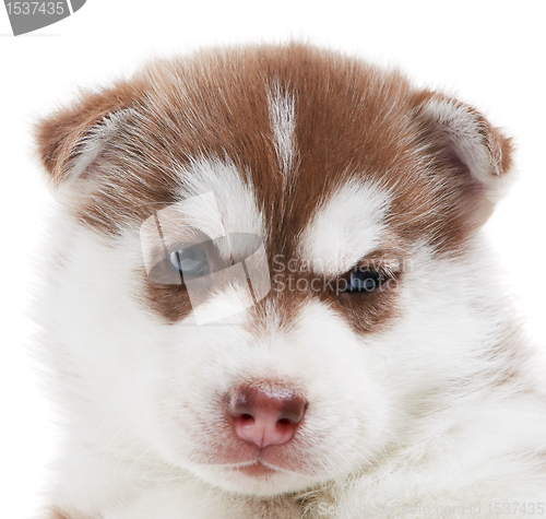 Image of one Siberian husky puppy isolated