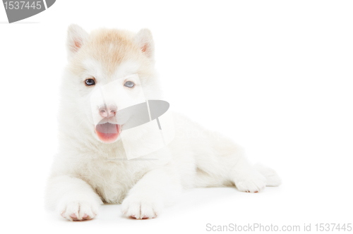 Image of one Siberian husky puppy isolated