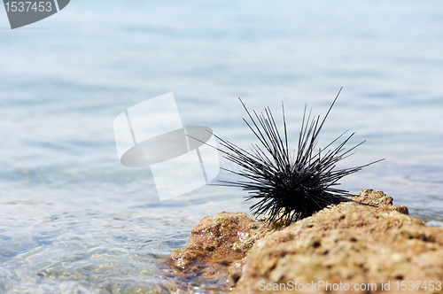 Image of sea urchin