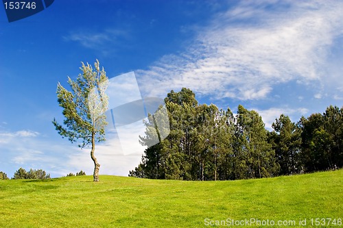 Image of Tree