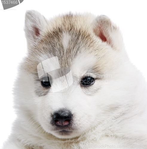 Image of one Siberian husky puppy isolated