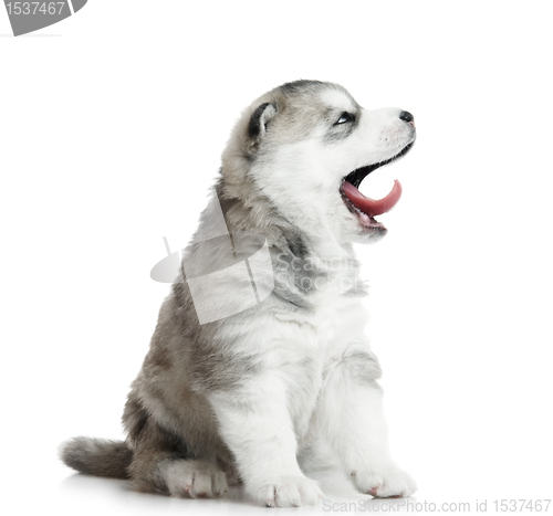 Image of one Siberian husky puppy isolated