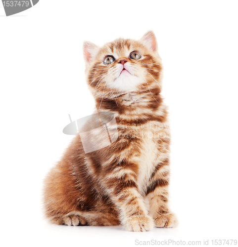 Image of British Shorthair kitten cat isolated