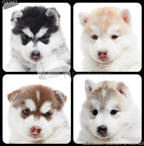 Image of set of Siberian husky puppy isolated