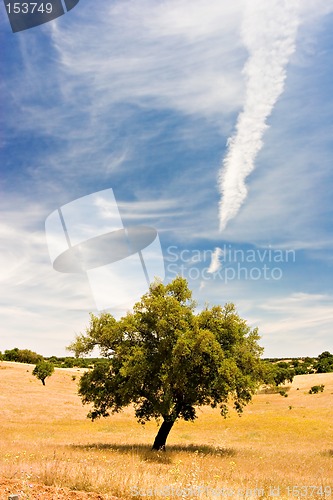 Image of Tree