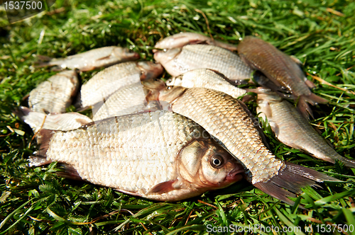 Image of fresh river fish on grass