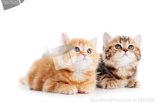 Image of little british shorthair kittens cat