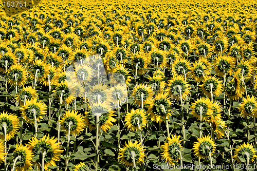 Image of Field of Sunflowers